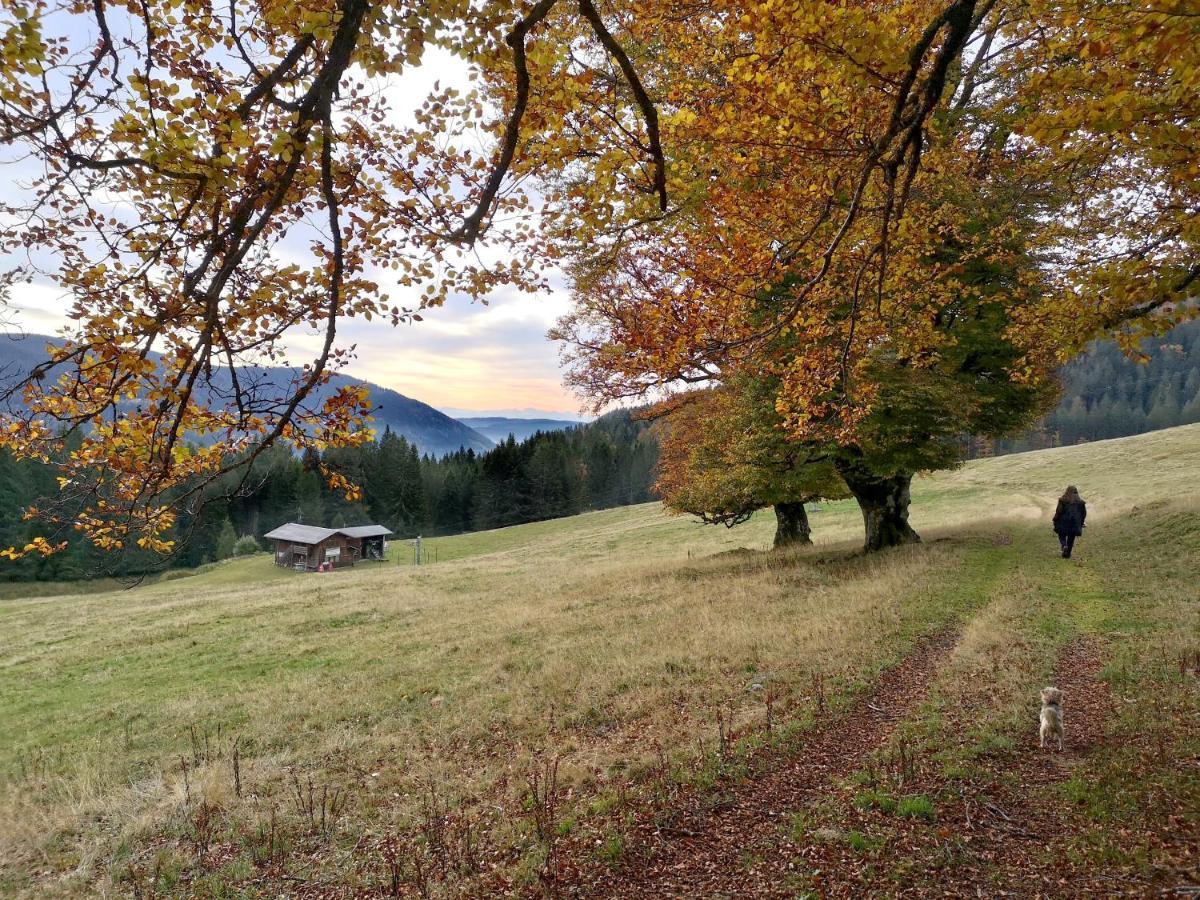 C4 Albmatte-Fewo Sauna, Hallenbad Aussenbecken Massagen Nebenan Menzenschwand-Hinterdorf المظهر الخارجي الصورة