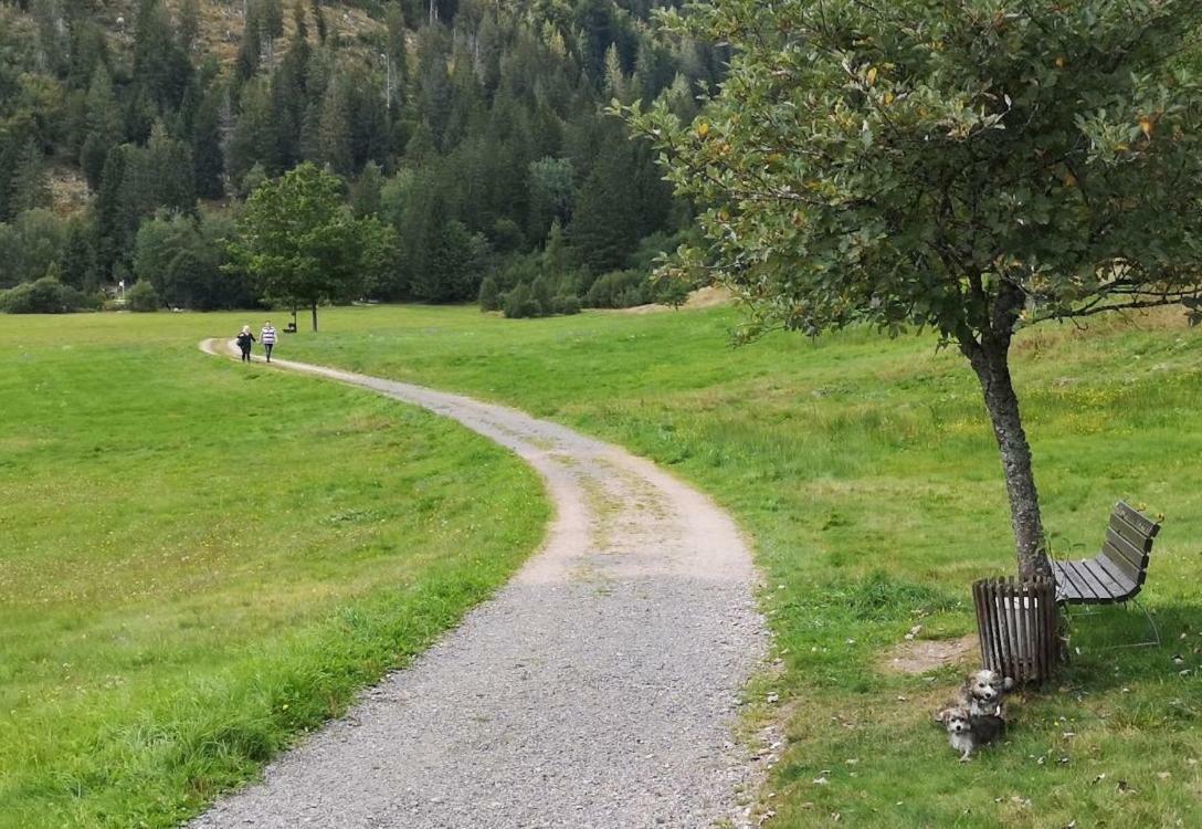 C4 Albmatte-Fewo Sauna, Hallenbad Aussenbecken Massagen Nebenan Menzenschwand-Hinterdorf المظهر الخارجي الصورة